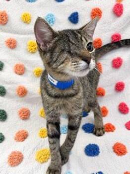 Nick Furry PA -  Domestic Short Hair Cat for Adoption in Denham Springs, Louisiana - Nick Furry PA | PetCurious