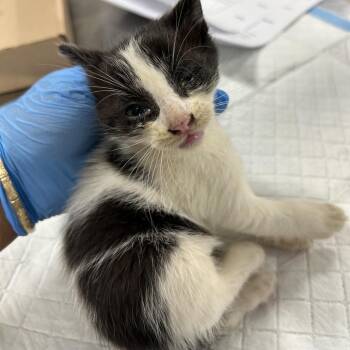 Peter -  Domestic Short Hair Cat for Adoption in Newark, New Jersey - Peter | PetCurious