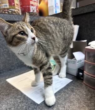 Zoe -  Domestic Short Hair Cat for Adoption in Dyersburg, Tennessee - Zoe | PetCurious