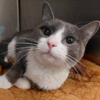 Patootie -  Domestic Short Hair Cat for Adoption in Bentonville, Arkansas - Patootie | PetCurious