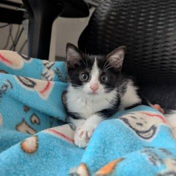 Teton -  Domestic Short Hair Cat for Adoption in Toronto, Ontario - Teton | PetCurious