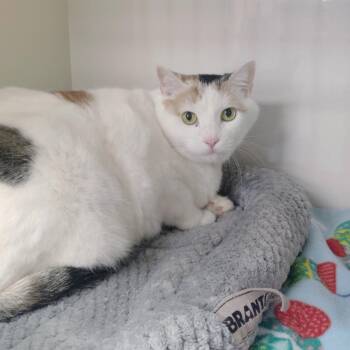 Lil Bit -  Domestic Short Hair Cat for Adoption in Corpus Christi, Texas - Lil Bit | PetCurious