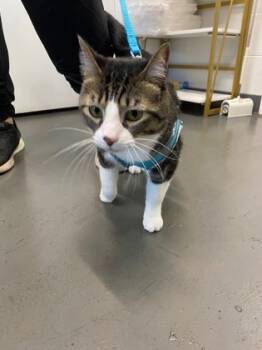 Rescue Domestic Short Hair Cats for Adoption in Sanford, Florida - Dory Nox | PetCurious