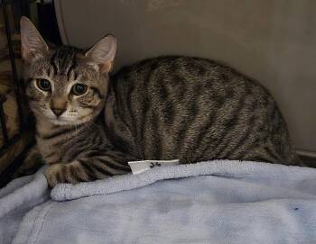 Aspen -  Domestic Short Hair Cat for Adoption in Oviedo, Florida - Aspen | PetCurious