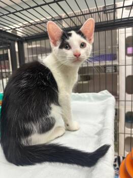 Bandit (Britt) -  Domestic Short Hair Cat for Adoption in Johnson City, Tennessee - Bandit (Britt) | PetCurious