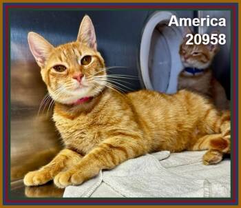 AMERICA (see also kittens) -  Domestic Short Hair and Tabby Cat for Adoption in Marietta, Georgia - AMERICA (see Also Kittens) | PetCurious