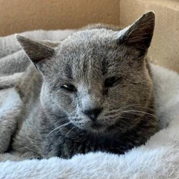 Domestic Short Hair Cats Available for Adoption in Oakland, California - Tetsu | PetCurious