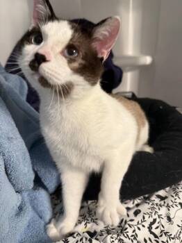 Shadow -  Snowshoe and Siamese Cat for Adoption in Salisbury, North Carolina - Shadow | PetCurious