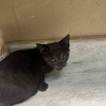Quip -  Domestic Short Hair Cat for Adoption in Lewisburg, West Virginia - Quip | PetCurious