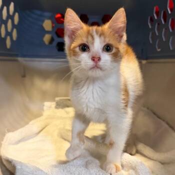 Hydra -  Domestic Short Hair Cat for Adoption in Fredericksburg, Virginia - Hydra | PetCurious