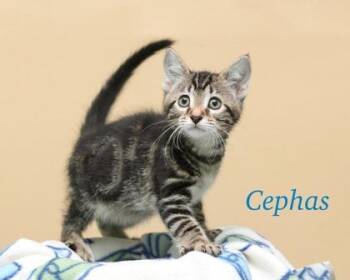 Domestic Short Hair Cats Available for Adoption in Parma, Ohio - Cephas | PetCurious