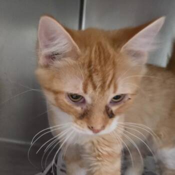 Shrimp -  Domestic Short Hair Cat for Adoption in Kennebunk, Maine - Shrimp | PetCurious