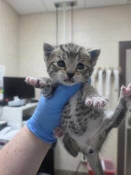 Kickin Ocean -  Domestic Short Hair Cat for Adoption in Westland, Michigan - Kickin Ocean | PetCurious