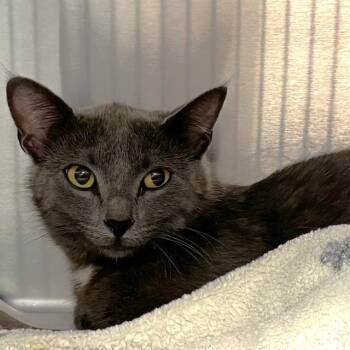 SOLEIL -  Domestic Short Hair Cat for Adoption in St. Louis, Missouri - SOLEIL | PetCurious