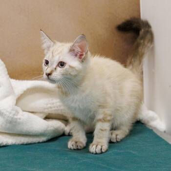 Sugar Plum -  Siamese and Domestic Short Hair Cat for Adoption in St. Cloud, Florida - Sugar Plum | PetCurious