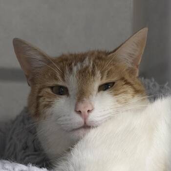 Domestic Short Hair Cats Available for Adoption in Summerville, South Carolina - Quesadilla | PetCurious