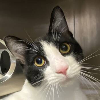 Rescue Domestic Short Hair Cats for Adoption in Oakville, Ontario - Tux | PetCurious