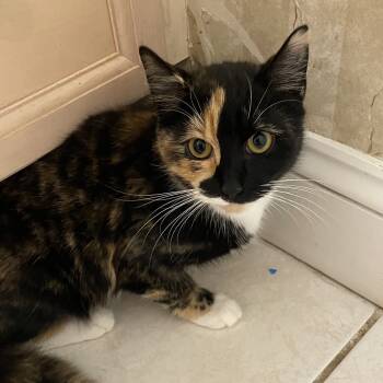 Rescue Domestic Short Hair Cats for Adoption in Waldorf, Maryland - Joyce | PetCurious