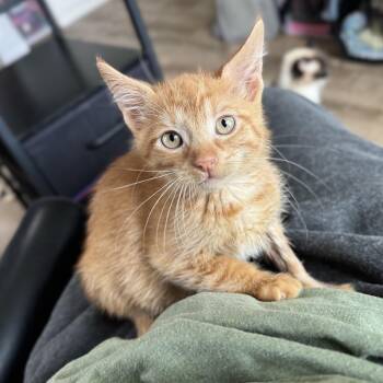 Monte -  Domestic Short Hair Cat for Adoption - Monte | PetCurious