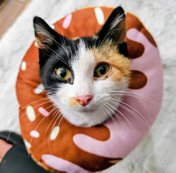 Rescue Domestic Short Hair Cats for Adoption in Waverly, Iowa - Kimberly | PetCurious