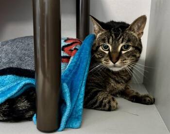 ROSIE -  Domestic Short Hair Cat for Adoption in Kalamazoo, Michigan - ROSIE | PetCurious