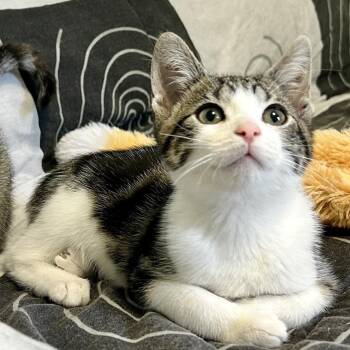Bubblegum -  Domestic Short Hair Cat for Adoption in Guelph, Ontario - Bubblegum | PetCurious