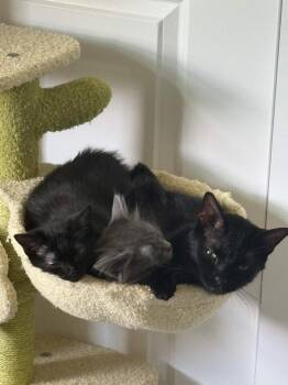 Yin -  Domestic Short Hair Cat for Adoption in Dallas, Texas - Yin | PetCurious