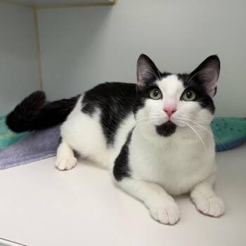 Polar -  Domestic Short Hair Cat for Adoption in Clavet, Saskatchewan - Polar | PetCurious