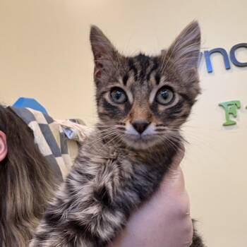Huey -  Domestic Short Hair Cat for Adoption in Lynchburg, Virginia - Huey | PetCurious