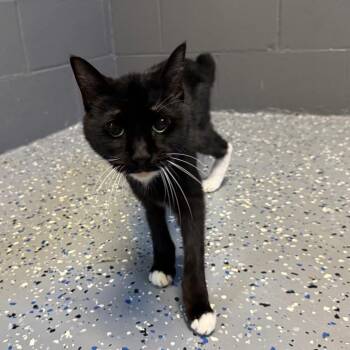 Maude -  Domestic Short Hair Cat for Adoption in Tuscaloosa, Alabama - Maude | PetCurious