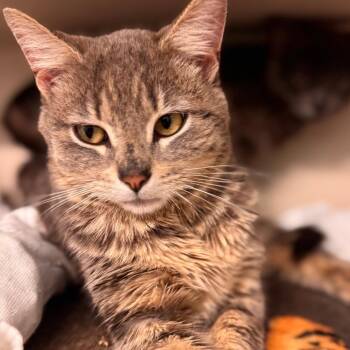 Domestic Short Hair Cats Available for Adoption in Wheeling, Illinois - Husky | PetCurious