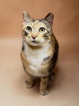 Magpie - calm old lady -  Domestic Short Hair Cat for Adoption in Austin, Texas - Magpie - Calm Old Lady | PetCurious
