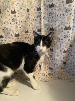 Rescue Domestic Short Hair Cats for Adoption in Center Point, Texas - Otis | PetCurious