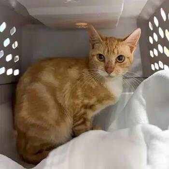 Carnival Carney Collin -  Tabby and Domestic Short Hair Cat for Adoption in Columbia, South Carolina - Carnival Carney Collin | PetCurious