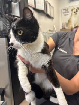 HOUDINI -  Domestic Short Hair Cat for Adoption in Burbank, California - HOUDINI | PetCurious