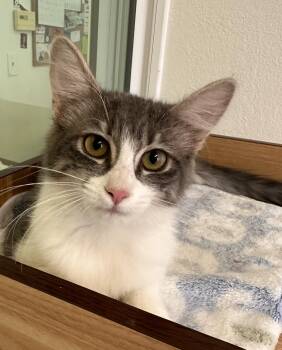 Stella -  Domestic Medium Hair Cat for Adoption in Quincy, California - Stella | PetCurious