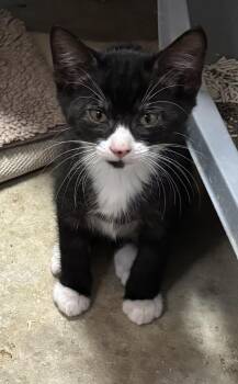 Bruno & Luke -  Domestic Short Hair Cat for Adoption in Paramus, New Jersey - Bruno & Luke | PetCurious