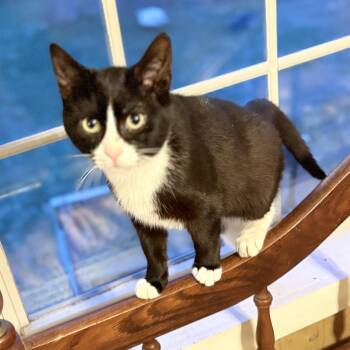 Tuxedo Cats Available for Adoption in Oswego, New York - Waldo | PetCurious