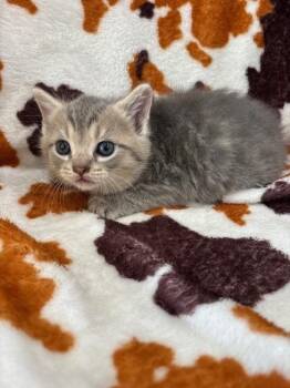 Domestic Short Hair Cats Available for Adoption in Warrenton, North Carolina - LANCER | PetCurious
