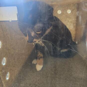 Domestic Short Hair Cats Available for Adoption in Philadelphia, Pennsylvania - Billy Jo | PetCurious