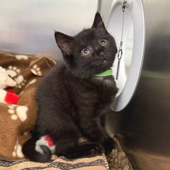 Elphaba -  Domestic Short Hair Cat for Adoption in Marshall, Virginia - Elphaba | PetCurious