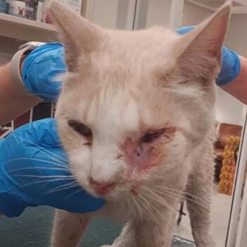 Cheeto -  Domestic Short Hair Cat for Adoption in Westminster, California - Cheeto | PetCurious