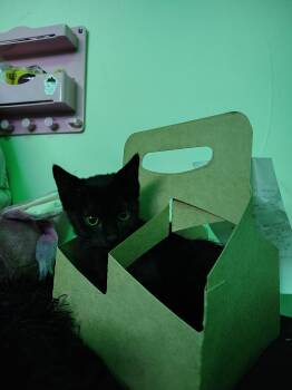 Peach -  Domestic Short Hair Cat for Adoption in Mount Pleasant, Texas - Peach | PetCurious