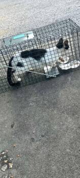 Gabby -  Domestic Short Hair Cat for Adoption in Cromwell, Kentucky - Gabby | PetCurious