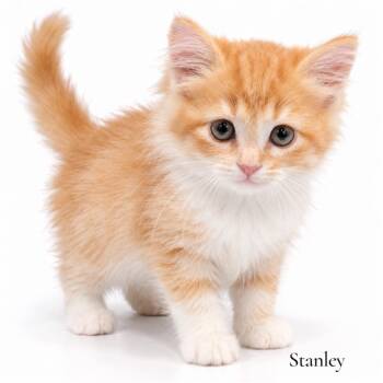 Stanley -  Domestic Long Hair Cat for Adoption in Stevensville, Michigan - Stanley | PetCurious