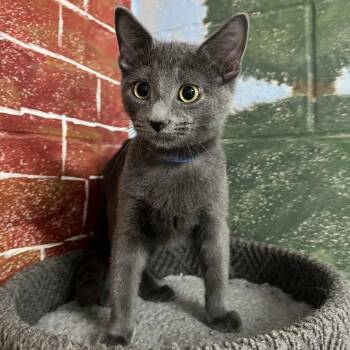 Tito -  Domestic Short Hair Cat for Adoption in Laredo, Texas - Tito | PetCurious