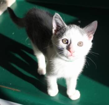 Rescue Domestic Short Hair Cats for Adoption in Huron, South Dakota - Shasta | PetCurious