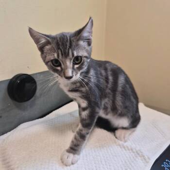 Lance Bass -  Domestic Short Hair Cat for Adoption in Pasadena, California - Lance Bass | PetCurious