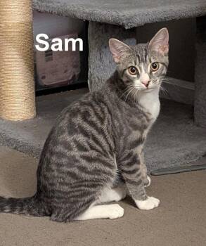 Sam (and Dean) Smi. (sweet bonded brothers) -  Domestic Short Hair and Tabby Cat for Adoption in Stowe, Pennsylvania - Sam (and Dean) Smi. (sweet Bonded Brothers) | PetCurious