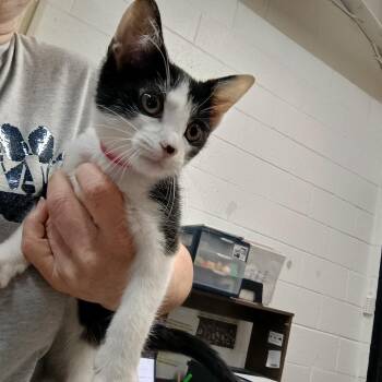 Domestic Short Hair Cats Available for Adoption - Callie | PetCurious